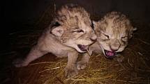 V liberecké zoo se v půlce prosince narodila vzácná lvíčata v přírodě vyhubeného lva berberského.