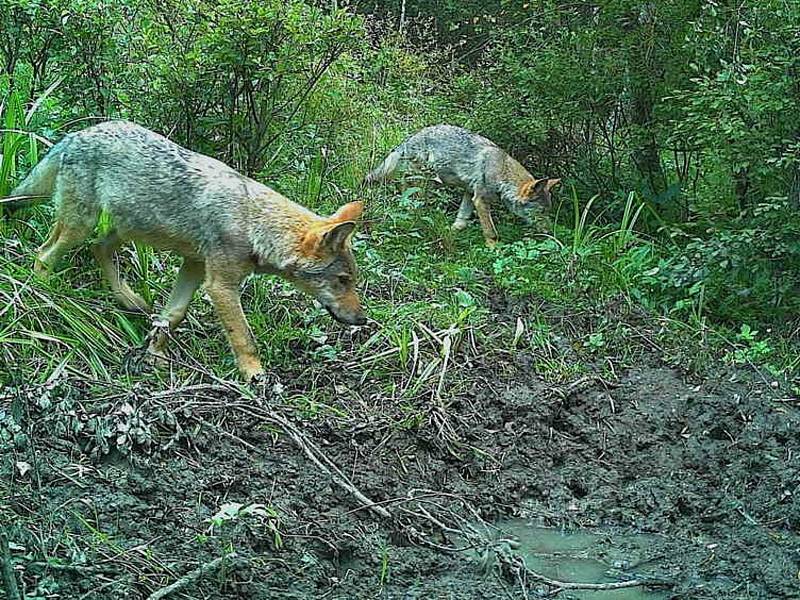 Vlků přibývá. Vlčata se letos narodila v Lužických horách, Šluknovsku i Českém Švýcarsku