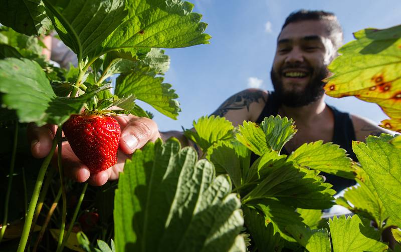 Sběr jahod je mezi Čechy čím dál víc populární