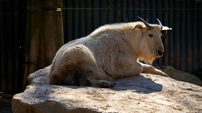 Zoo se sice vyprázdnila, ale péče o zvířata nepočká.