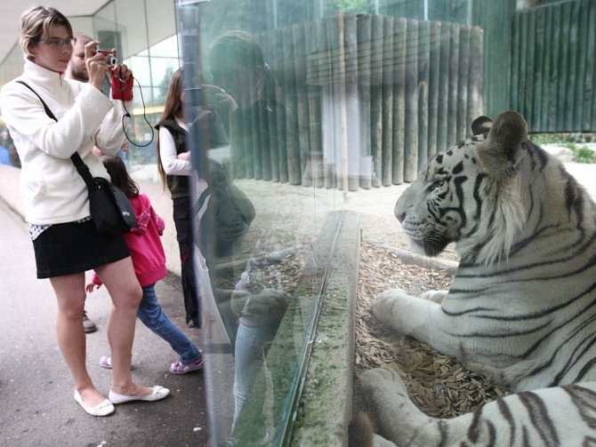 Křtiny nově narozených mláďat bílých tygrů v liberecké zoo proběhl v sobotu 8. září v areálu zoologické zahrady. Kmotry se stala Barbora Špotáková, Petr Urban, Petr Nedvěd a Michaela Ochotská.