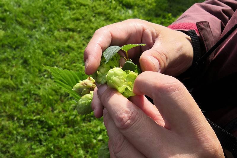 4. ročník Chmelobraní ve Frýdlantu