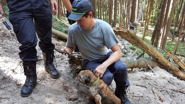 Border teriér Bart žije. Po 16 dnech se mu podařilo dostat z nory.