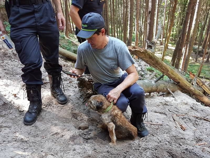 Border teriér Bart žije. Po 16 dnech se mu podařilo dostat z nory.