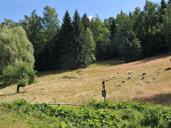 CHRÁNĚNOU LOUKU v červenci experimentálně spásaly ovce. Pokud se ukáže, že ovce pomohly návratu vzácných bylin, Liberecký kraj plánuje využívat býložravce častěji.