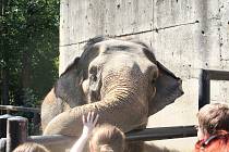 Mezinárodní den slonů v liberecké zoologické zahradě. Archivní foto.