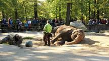 Mezinárodní den zvířat v liberecké zoologické zahradě.