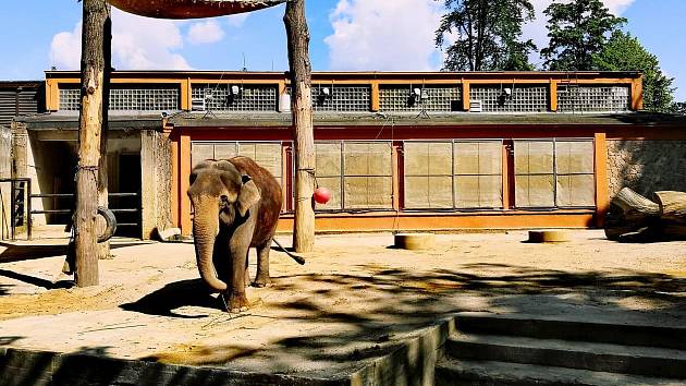 První srpnovou sobotu Zoo Liberec organizuje Den pro slony.