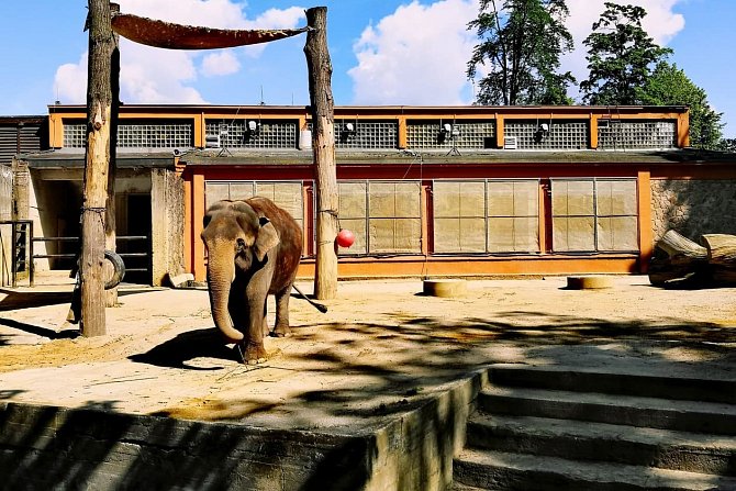První srpnovou sobotu Zoo Liberec organizuje Den pro slony.
