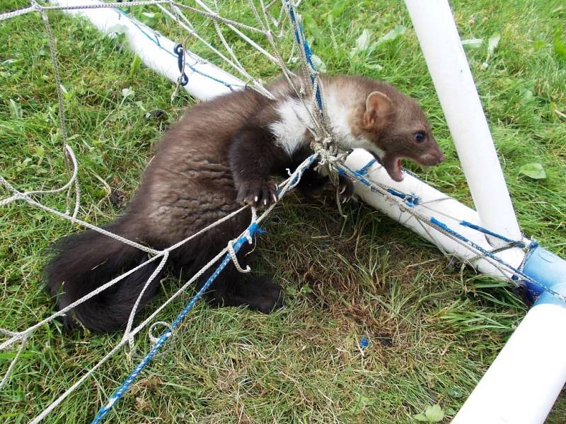 KUNA uvízlá v síti fotbalové branky v Karlinkách. 