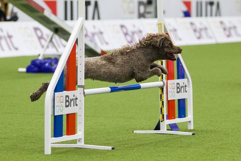 Poslední den Mistrovství světa v agility proběhl 8. října v Home Credit areně v Liberci. Na snímku je disciplína agility jednotlivců se středně velkými psy.