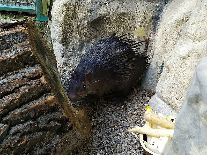 Zoo Liberec začala s chovem osináků afrických.