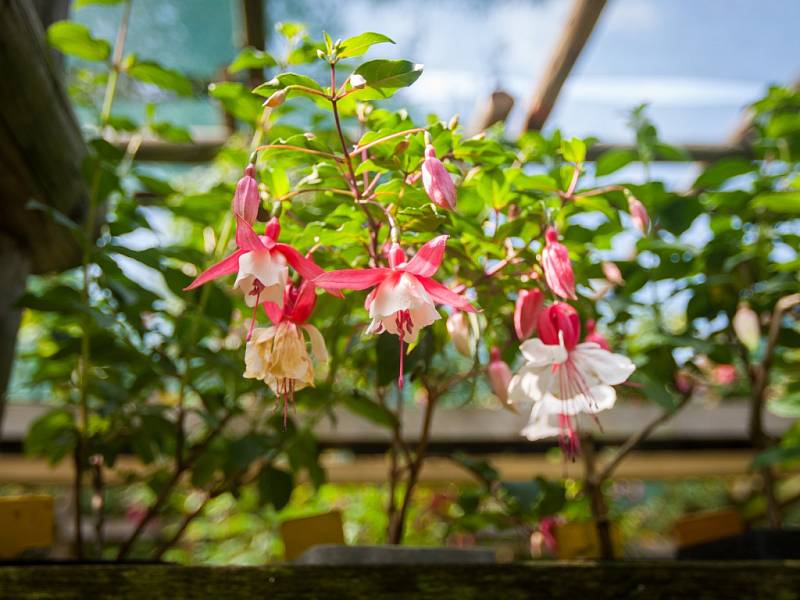 Největší výstava fuchsií (na snímku z 6. července) v České republice, na které je vystaveno 1200 kultivarů fuchsií, 400 pelargonií a 130 achimenes, se nachází v Liberci a je veřejnosti přístupná každý den kromě středy, a to až do 31. srpna.