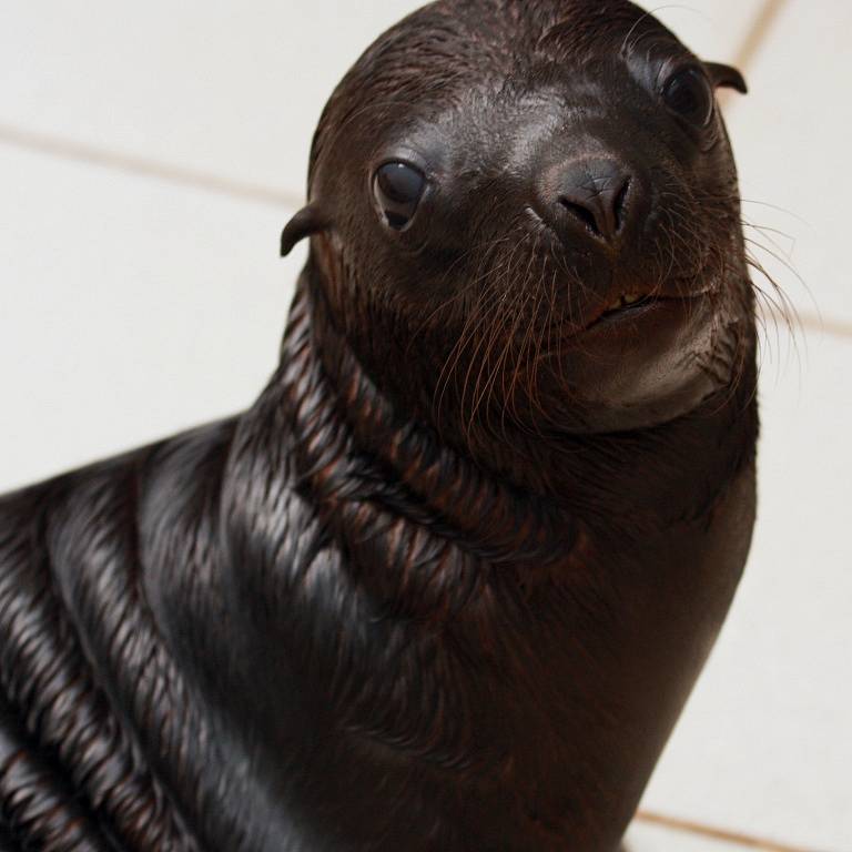 V liberecké zoo se narodil lachtan.