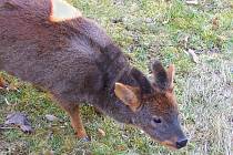 PUDU JIŽNÍ míří do liberecké zoo.