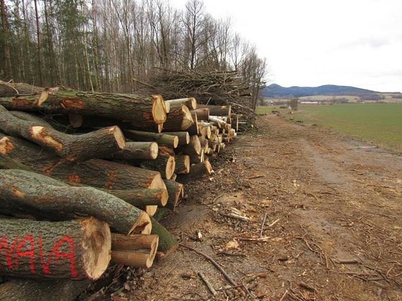 KRAJINU PO BITVĚ připomíná teď cesta mezi Raspenavou a Krásným Lesem. Dělníci už pokáceli přes 300 jasanů, které tvořily tzv. Kočárovou alej.