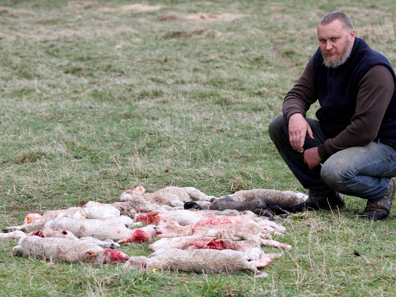 KAREL MAŘÍK prožívá v posledních dnech na svých pastvinách pocit zmaru. Krkavci mu zabíjejí čerstvě narozená jehňata, divoký pes nebo vlk zase starší kusy.