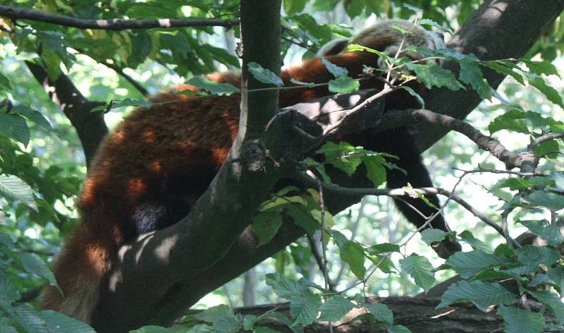 Mezinárodní den slonů v liberecké zoologické zahradě.