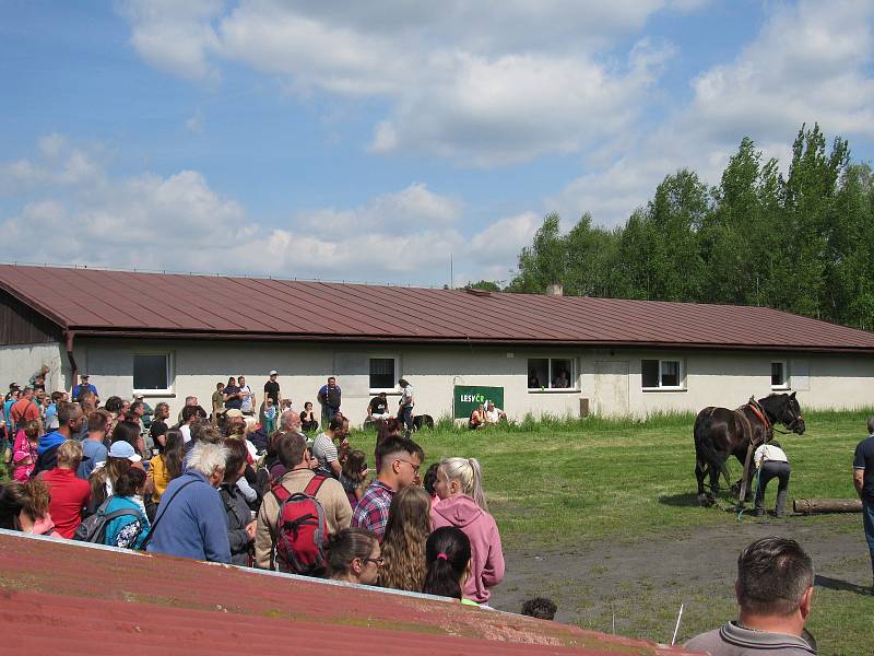 Chladnokrevní koně soutěžili v ovladatelnosti.