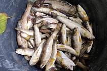 V chovném revíru na Mohelce a v Jeřmanickém potoce došlo k úhynu stovek ryb.