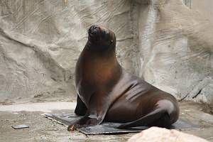 Smutná zpráva o úhynu samice lachtana přišla nečekaně z liberecké zoo.
