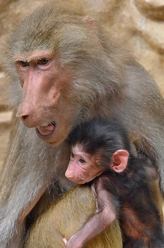 Mláďata paviánů v liberecké zoo.