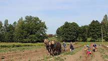 Na rodinné farmě Lukava v Jindřichovicích se sklízely brambory jen s pomocí rukou a koní.