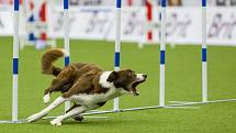 Mistrovství světa v agility začalo 5. října v Home Credit areně v Liberci, pokračovat bude až do neděle 8. října. Na snímku je disciplína jumping družstev s velkými psy.