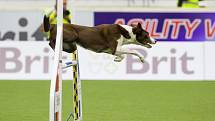 Mistrovství světa v agility začalo 5. října v Home Credit areně v Liberci, pokračovat bude až do neděle 8. října. Na snímku je disciplína jumping družstev s velkými psy.