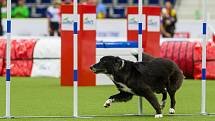 Mistrovství světa v agility začalo 5. října v Home Credit areně v Liberci, pokračovat bude až do neděle 8. října. Na snímku je disciplína jumping družstev s velkými psy.