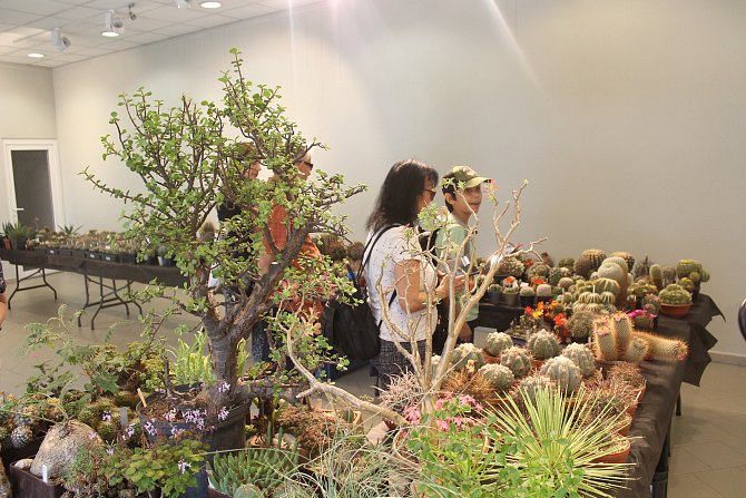 Prodejní výstava kaktusů a sukulentů v liberecké botanické zahradě.