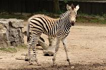 Zoo Liberec se chlubí dalšími chovatelskými úspěchy. Hřebeček zebry Chapmanovy se narodil 14. června.