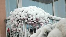 Sníh vytvořil zajímavý kontrast, lidé ještě nestačili poklidit balkonové květiny.