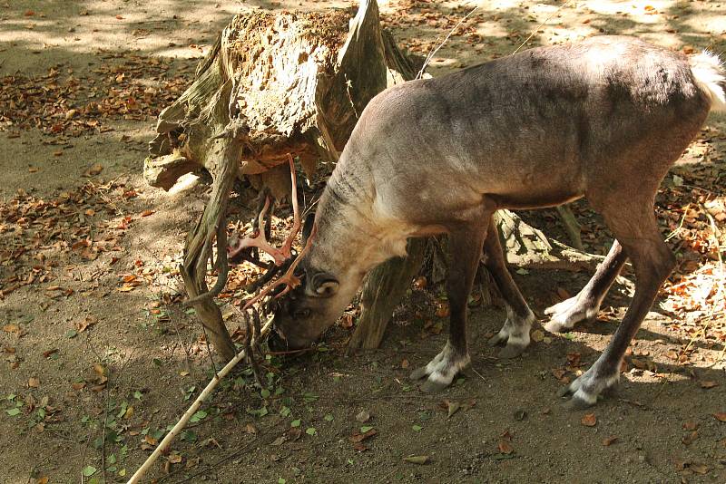 Mezinárodní den zvířat v liberecké zoologické zahradě.