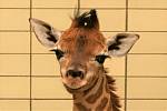 Liberecká zoo se raduje z narození žirafího samečka
