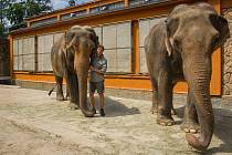 Sloni liberecké ZOO, ilustrační fotografie.