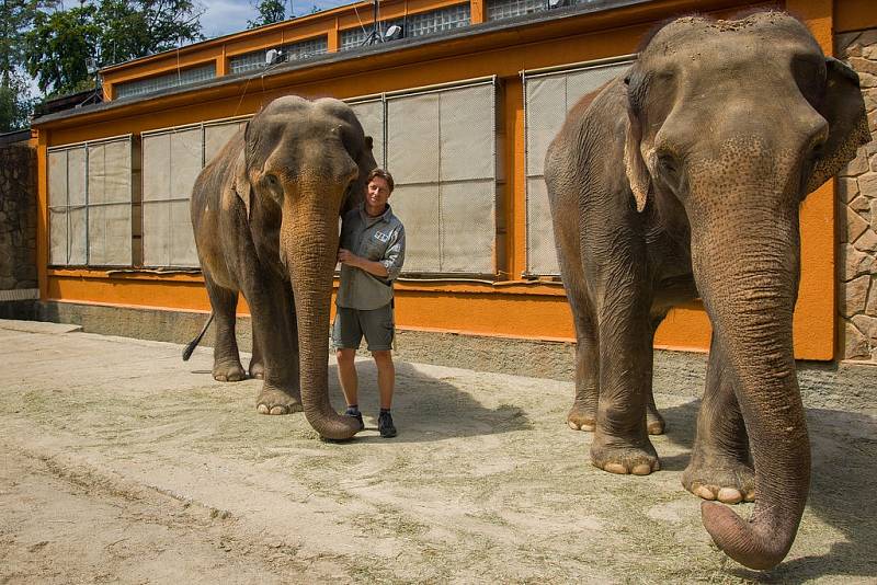 Sloni liberecké ZOO