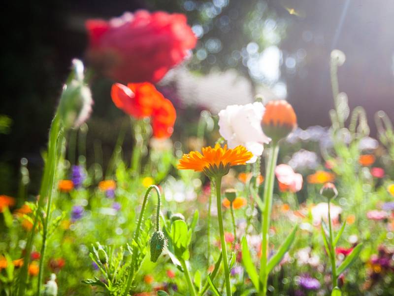 Největší výstava fuchsií (na snímku z 6. července) v České republice, na které je vystaveno 1200 kultivarů fuchsií, 400 pelargonií a 130 achimenes, se nachází v Liberci a je veřejnosti přístupná každý den kromě středy, a to až do 31. srpna.