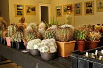 Prodejní výstava kaktusů v liberecké botanické zahradě.