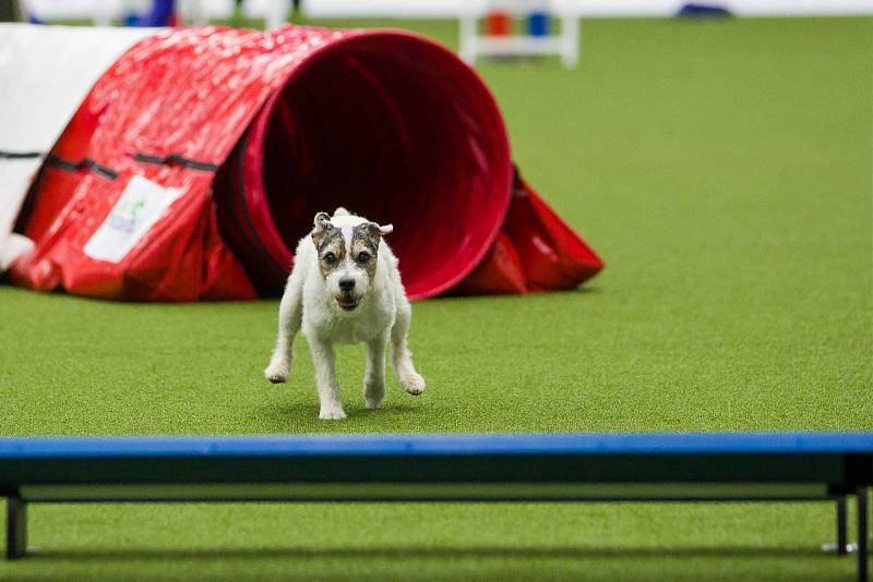 Poslední den Mistrovství světa v agility proběhl 8. října v Home Credit areně v Liberci. Na snímku je disciplína agility jednotlivců se středně velkými psy.