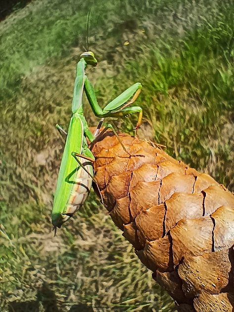 Samice kudlanky nábožné u Osečné.