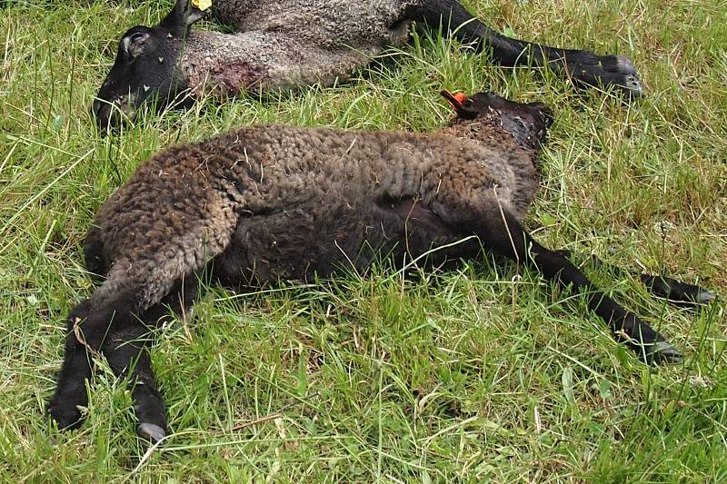 Vlk zaútočil na statku v Dolní Řasnici na stádo ovcí. Padlo deset kusů.