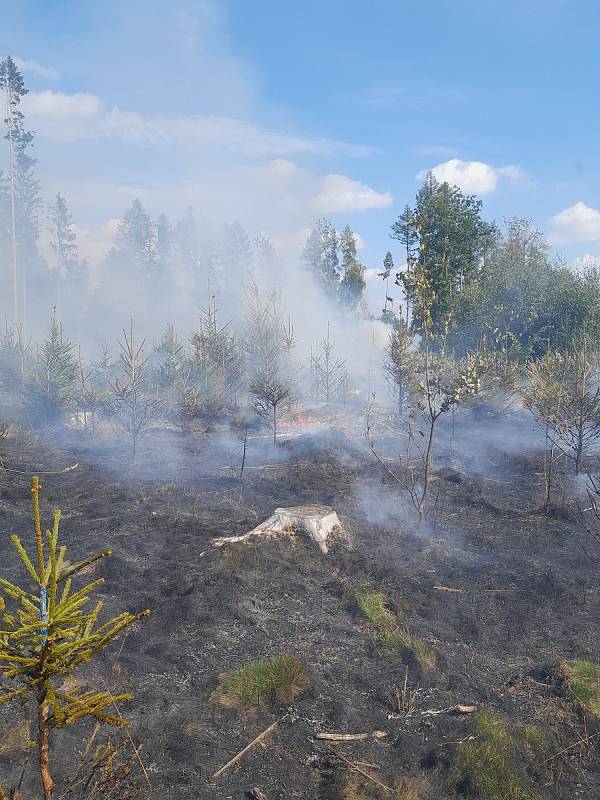 V Rovnáčově u Studence na Semilsku hoří paseka s mladým lesem