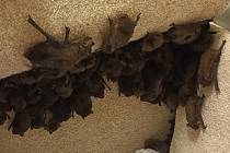 V Krajské nemocnici v Liberci záchranná stanice Archa odchytila 406 zbloudilých netopýrů hvízdavých.