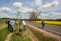 Symbolická výsadba nových stromů v Kočárové aleji podél silnice III/2909 mezi Raspenavou a Krásným Lesem proběhla 27. dubna za účasti vedení kraje, Dolnoslezského vojvodství, starostů Frýdlantska a dalších hostů.