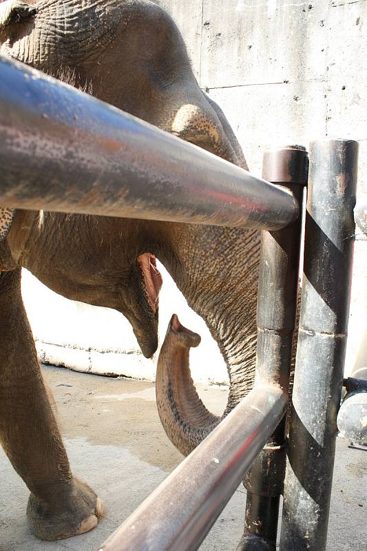 Mezinárodní den slonů v liberecké zoologické zahradě.