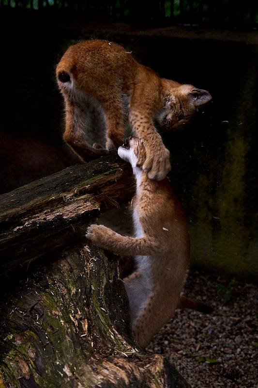 Křest rysích mláďat proběhl v neděli 27. srpna v liberecké ZOO.