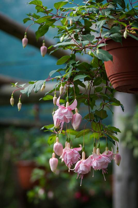 Největší výstava fuchsií (na snímku z 6. července) v České republice, na které je vystaveno 1200 kultivarů fuchsií, 400 pelargonií a 130 achimenes, se nachází v Liberci a je veřejnosti přístupná každý den kromě středy, a to až do 31. srpna.