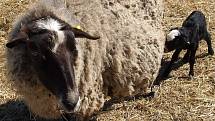Farmář Milan Maršálek našel zabité ovce v pondělí 15. března. Na statku v Dolní Řasnice chová Maršálek romanovské ovce posledních 10 let, stádo má asi 70 kusů.
