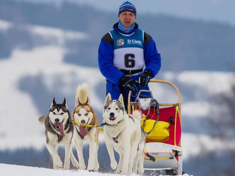 Mistrovství České republiky psích spřežení pokračovalo v neděli 12. února 2017 v Zásadě na Jablonecku. Musheři jeli kategorie sprint a mid.